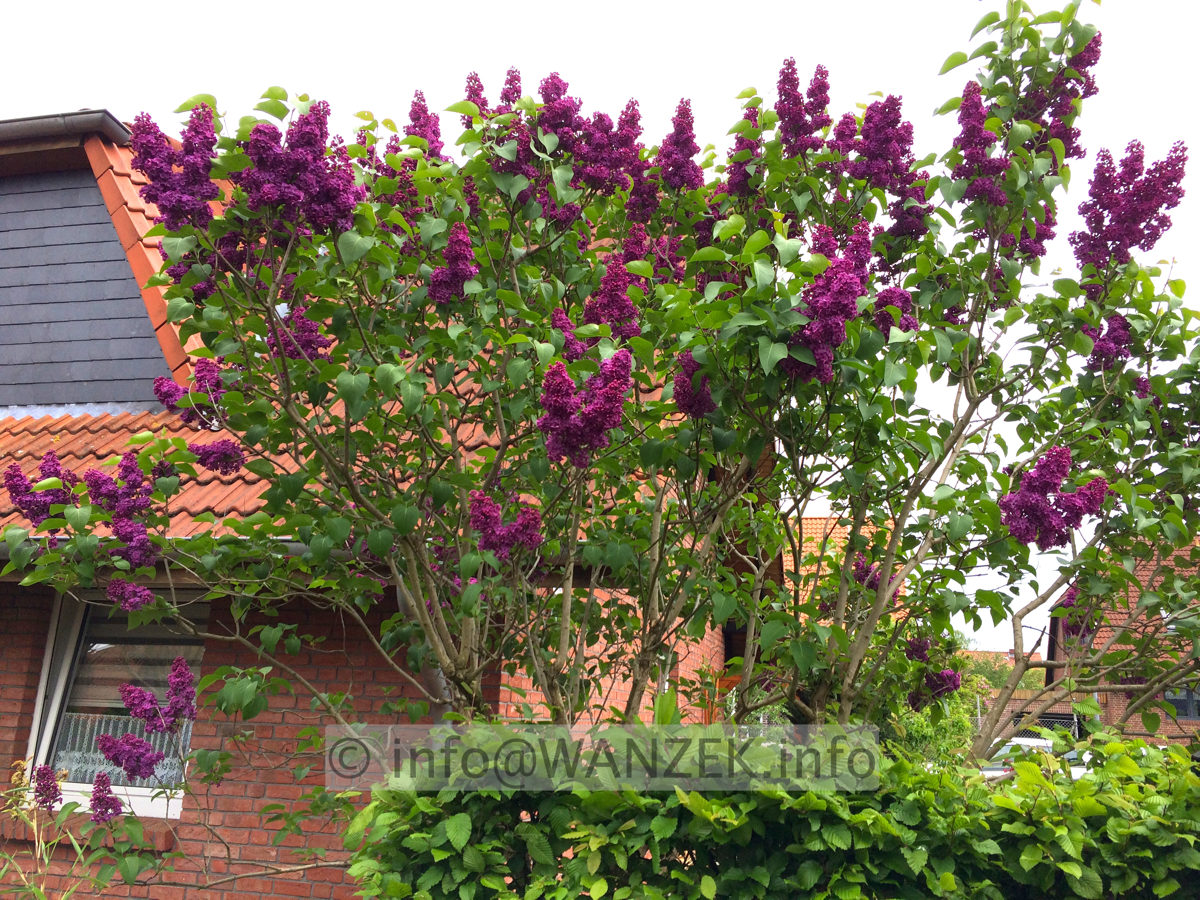 Syringa vulgaris Charles Joly 02 4m.JPG